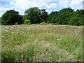 Grassland at Welsh Harp Open Space seen from the Capital Ring in NW9 7FE