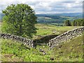 Dry stone dyke on N side of Wauk Hill in DG3 4DH