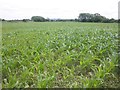 Maize crop, Lower Wick Farm in BS22 9YX