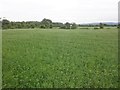 Field, east of Bourton Lane in BS22 7YD