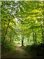 Track through the Hurtwood in RH5 6PG