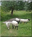 Black-faced sheep at Woodspring Priory in BS22 9YU