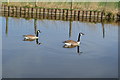 Two geese on the Canal in BD23 3RE