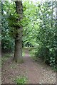 Footpath in Stoneywell Wood in LE67 9PB