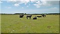 Bagshot Moor, cattle in SO42 7WT