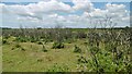 Peaked Bottom, burnt gorse in SO42 7WT