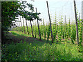 Hop garden on Hoads Farm in TN18 5PT