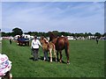 Suffolk Punch and foal in CV8 2JW