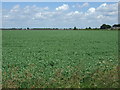 Crop field near Moulton in The Moultons
