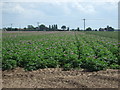 Potato crop, Eastleigh in PE12 6TD