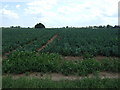 Cabbage field off Hog's Gate in PE12 6TD