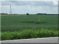 Crop field south of Raven's Bank in Whaplode and Holbeach St. John's Ward