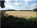 Barley field at Willington in MK44 3QJ