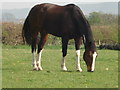 Grazing horse near Warham in HR4 7PF