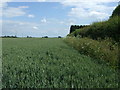 Crop field and hedgerow in PE12 8SW
