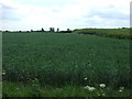 Crop field off Strong's Bank in PE12 8SR
