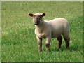 Escaped lamb at Warham in HR4 7PF