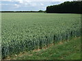 Crop field off Fisher's Gate (B1165) in PE12 0EZ