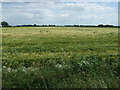 Crop field off Broad Gate in PE12 0HF