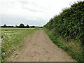 Piccamore Loke bridleway, before it turns left in NR29 5LN