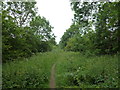 Tree lined footpath from Tinwell to Easton on the Hill in PE9 3UW