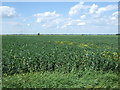 Crop field north of Goredike Bank in PE13 4QQ