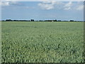 Crop field off Fen Road in Leverington & Wisbech Rural Ward
