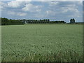 Crop field east of Sutton Road in PE13 5DX