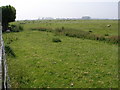 Sheep graze on Romney Marsh in TN29 0UJ