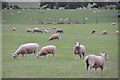 Mid Devon : Sheep Grazing in EX5 5JR