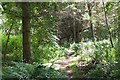 Woodland path, Eshiels in EH45 8NQ