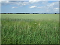 Crop field east of Master Dike in PE12 0JG