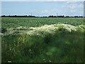 Crop field off Master Dike in PE12 0JG