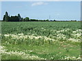 Crop field off Master Dike in PE12 0EW