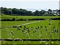 Herd of Cattle at Arnside Tower Farm in LA5 0EY