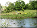 Horses by the River Wye in NP25 3SP