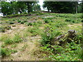 Bigbury Camp seen from the North Downs Way in CT4 7NG