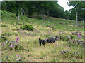Black sheep on the side of Bigbury Camp in CT4 7NG