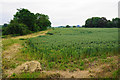 Wheat field near Lower Drayton in ST19 5RE