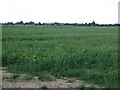 Crop field off Pike Dam Lane in PE12 8PD