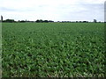 Crop field east of Branch's Lane in PE12 7BB