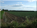 Crop field and hedgerow in PE12 6PG
