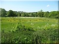 Wild flowers, Ecclesbourne valley, near Cowers Lane in Alport & South West Parishes Ward