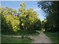 Tracks on Holmbury Hill in GU6 7NT