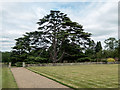 Cedar of Lebanon, North Mymms Park, Hertfordshire in AL4 0NZ