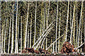 Conifers, Lendrick Muir woodland in KY13 0UG