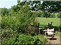 Sheep on the wrong side of the footpath stile in DE56 2EA