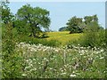 Wildflowers near Idridgehay in DE56 2SE
