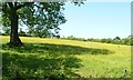Farmland with buttercups, Idridgehay in DE56 2SE