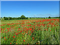 Poppies in the newly created Houghton washland for the River Dearne in S72 0HR